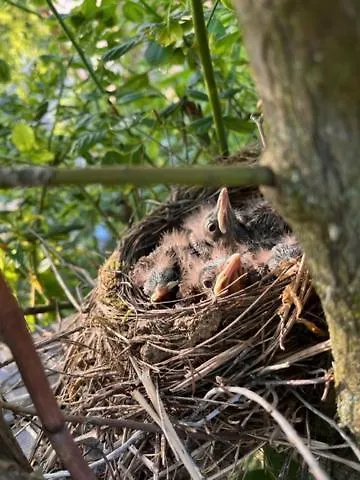 Tiny Roubenka, Romance For 2 *